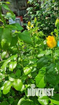 2-к квартира, вторичка, 35м2, 1/1 этаж